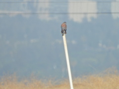 Falco sparverius sparverius