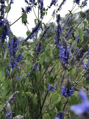 Salvia polystachia