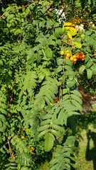 Sorbus decora