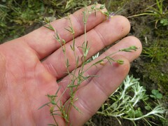 Spergularia rubra
