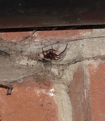 Steatoda nobilis