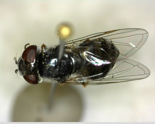 iNaturalist observation photo of Greater Punctate Sedgesitter