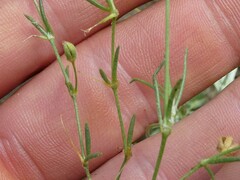 Spergularia rubra