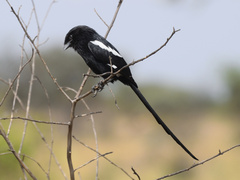 Lanius melanoleucus