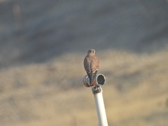 Falco sparverius sparverius