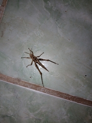 Xyleus discoideus angulatus