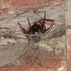 Steatoda nobilis