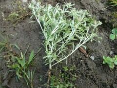 Gnaphalium uliginosum