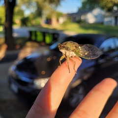 Neotibicen pruinosus
