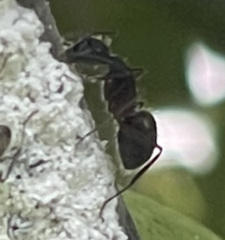Camponotus