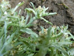 Gnaphalium uliginosum