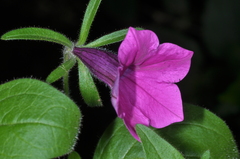 Petunia integrifolia