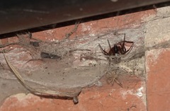 Steatoda nobilis