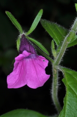 Petunia integrifolia