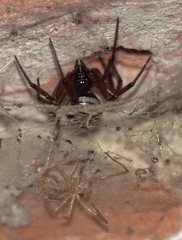Steatoda nobilis