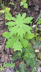 Petasites frigidus