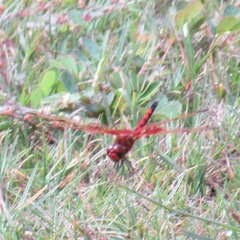 Celithemis elisa