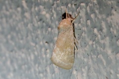 Trichocosmia inornata