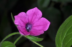 Petunia integrifolia