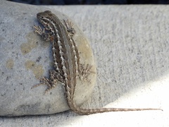 Sceloporus graciosus