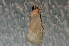 Trichocosmia inornata