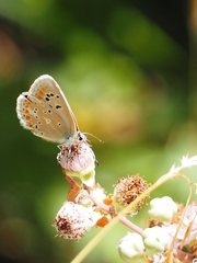 Polyommatus dorylas