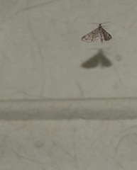 Gymnoscelis rufifasciata