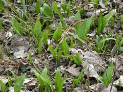 Allium ursinum