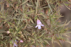 Eremophila freelingii