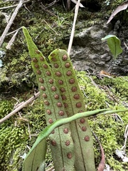 Pleopeltis macrocarpa