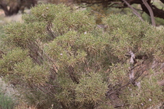 Eremophila freelingii