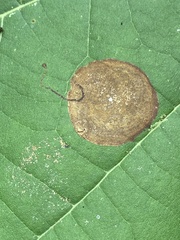 Ectoedemia platanella