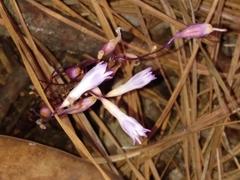 Apteria aphylla