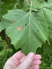 Ectoedemia platanella