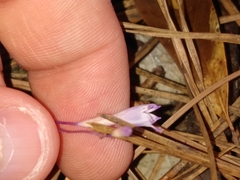 Apteria aphylla