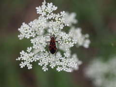 Spilostethus saxatilis