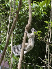 Sciurus variegatoides