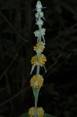 Buddleja stachyoides