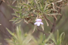 Eremophila freelingii