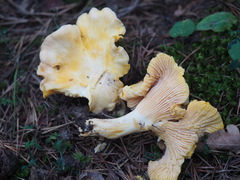 Cantharellus pallens