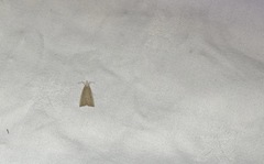 Calamotropha paludella