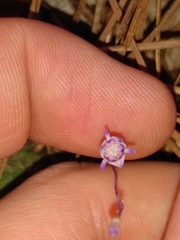 Apteria aphylla