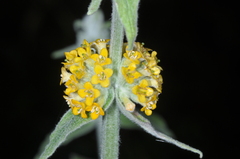 Buddleja stachyoides