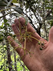 Palicourea lineariflora