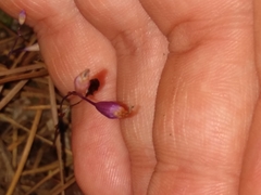 Apteria aphylla