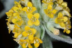 Buddleja stachyoides