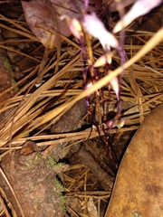 Apteria aphylla