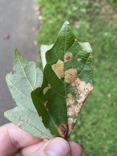 Maple Trumpet Skeletonizer Moth photo 3