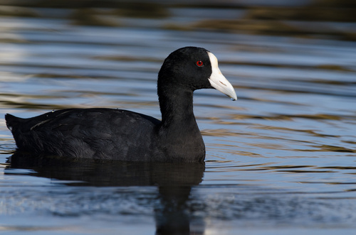 Hawaiian Coot