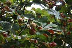 Aesculus hippocastanum